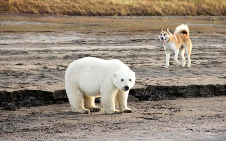 Το αξιολάτρευτο πολικό αρκουδάκι που βρέθηκε 700 χιλιόμετρα μακριά από το σπίτι του