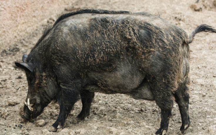 Σταμάτησε για να βοηθήσει έναν κυνηγό και του επιτέθηκε αγριογούρουνο