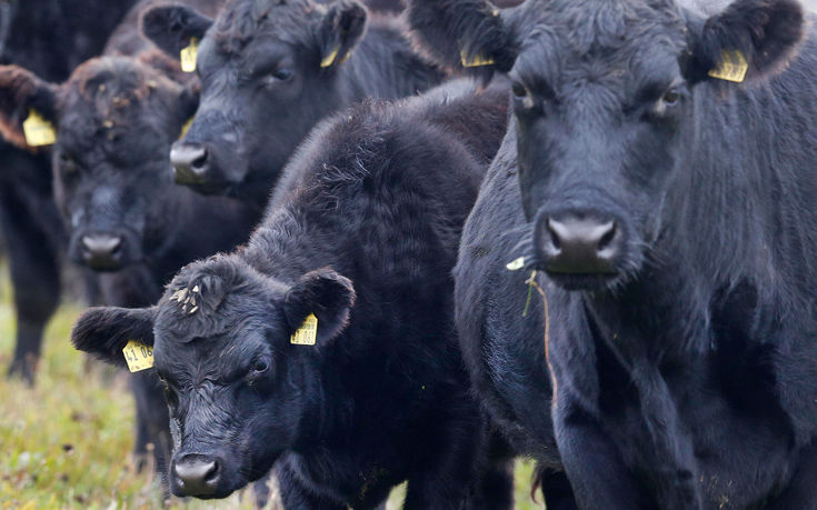 ΠΟΓΕΔΥ: Ο αφθώδης πυρετός απειλεί την κτηνοτροφία
