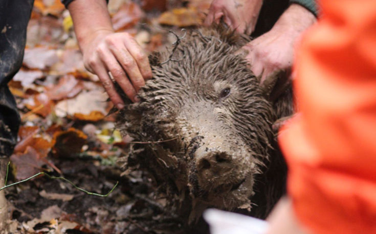 Διασώθηκε αρκούδα που έπεσε σε παγίδα αγριογούρουνου