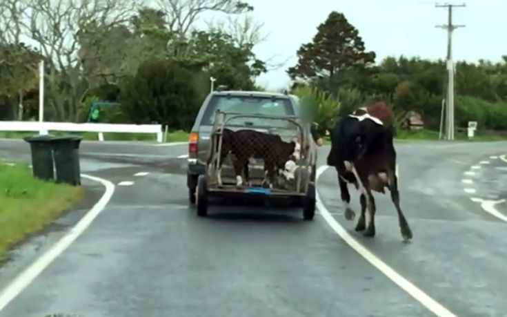 Μητέρα αγελάδα τρέχει πίσω από τα μικρά της στο πιο σπαρακτικό βίντεο της ημέρας