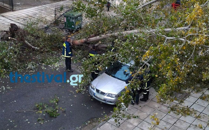 Δέντρο έπεσε πάνω σε οχήματα στον Εύοσμο