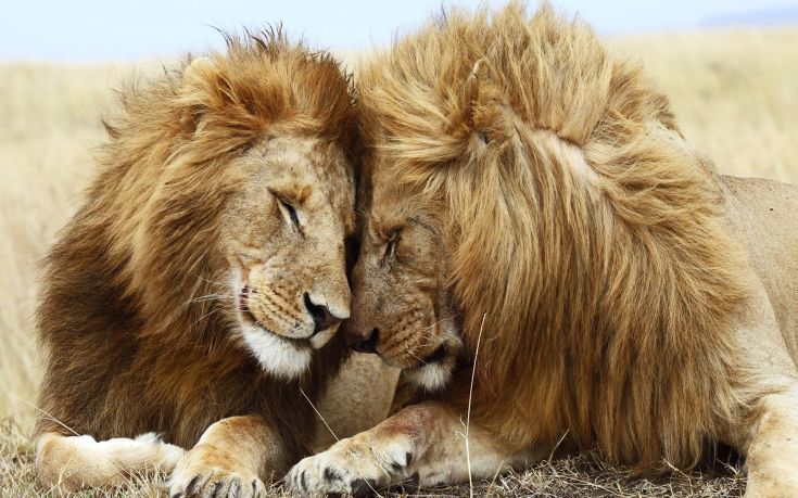 Δύο «γκέι» λιοντάρια σε ρομαντική συνεύρεση στην Κένυα