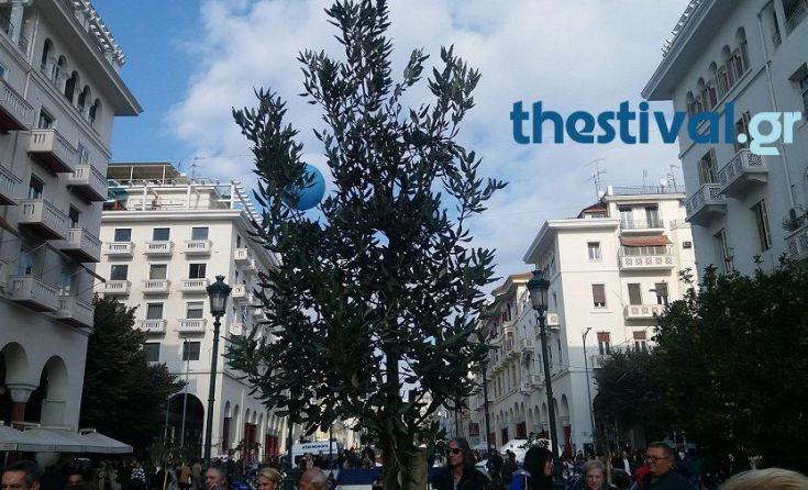 Μια βελανιδιά της… ζωής στην πλατεία Αριστοτέλους