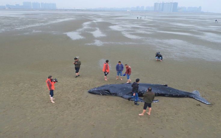 Δεν τα κατάφερε νεαρή πτεροφάλαινα που ξεβράστηκε στην Κίνα
