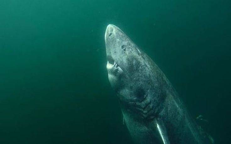 Καρχαρίας που γεννήθηκε πριν τον… Σαίξπηρ βρέθηκε ζωντανός στη Γροιλανδία