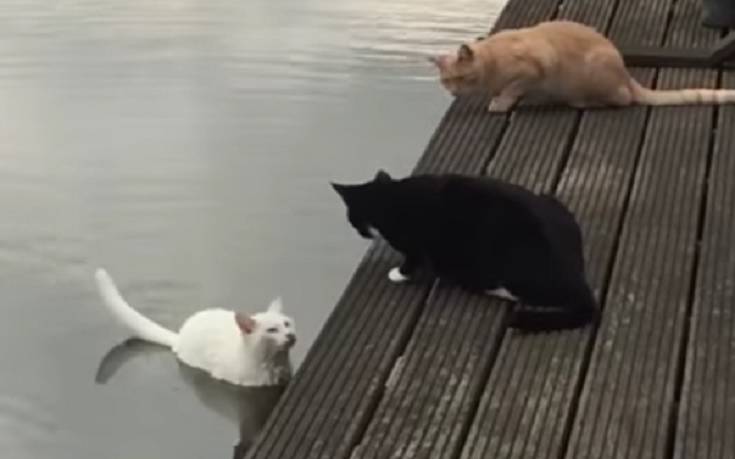 Μια γάτα κολυμβήτρια