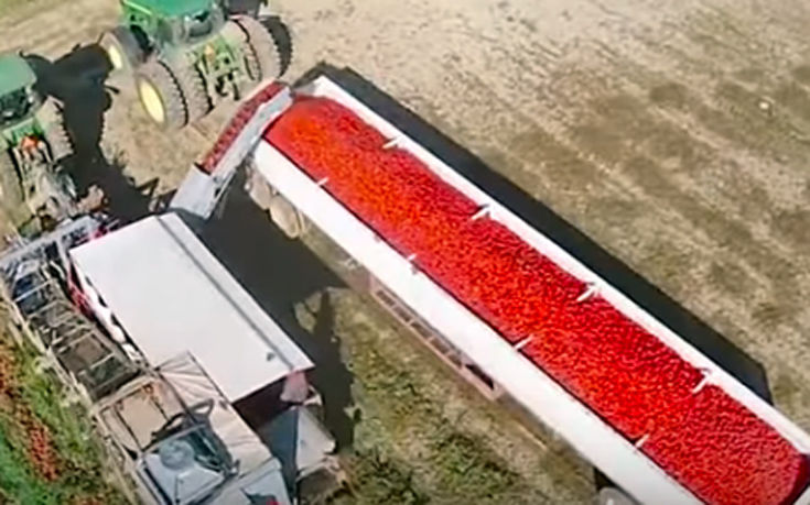Το μηχάνημα που ξεχωρίζει τις ντομάτες με έναν μοναδικό τρόπο