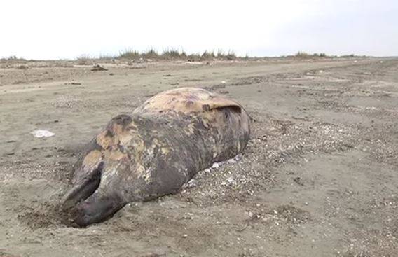 Σπάνια φάλαινα έξι μέτρων ξεβράστηκε στην Αλεξανδρούπολη