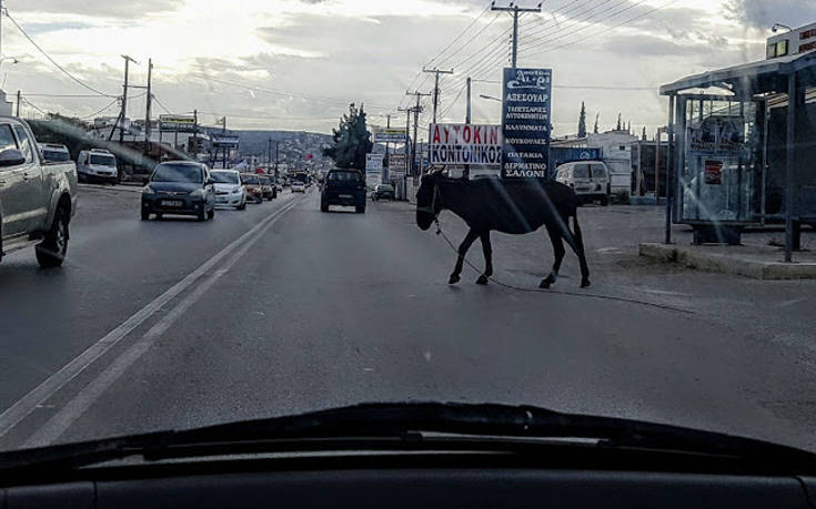 Γάιδαρος έκοβε βόλτες στη μέση του δρόμου στη Χαλκίδα