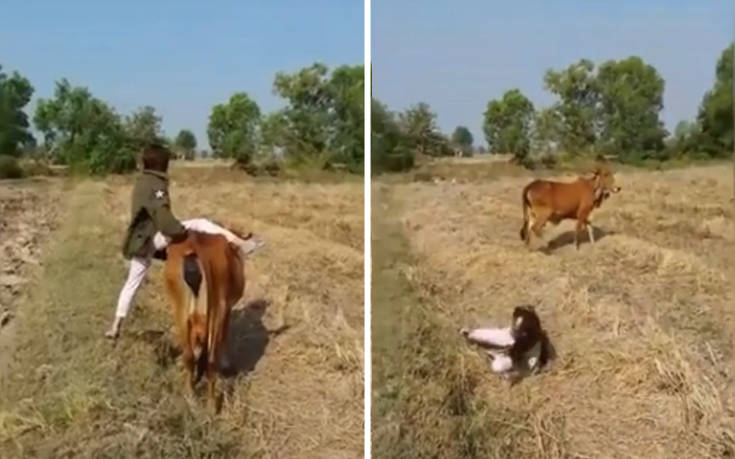 Αυτά συμβαίνουν αν προσπαθήσεις να καβαλήσεις μια αγελάδα