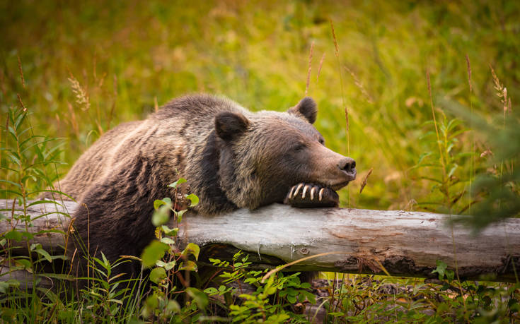 ΕΘΝΙΚΟ ΠΑΡΚΟ ΜΠΑΝΦ ΚΑΝΑΔΑΣ