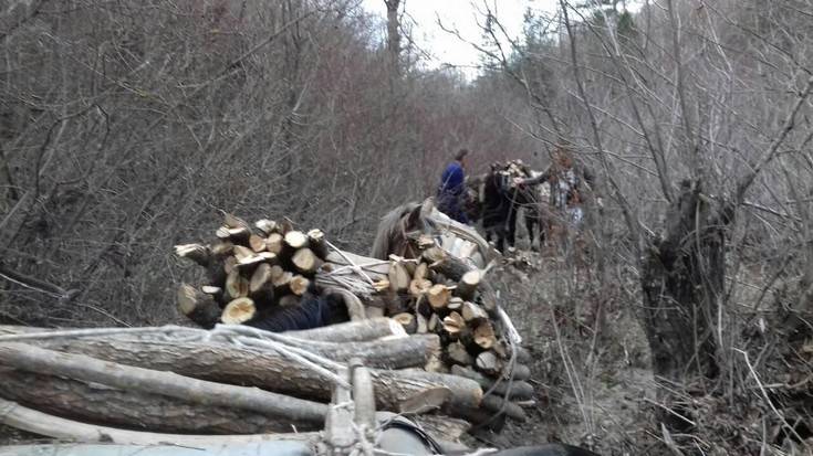 Πέρασαν τα σύνορα, έκοψαν ξύλα και τελικά εντοπίστηκαν από την Αστυνομία