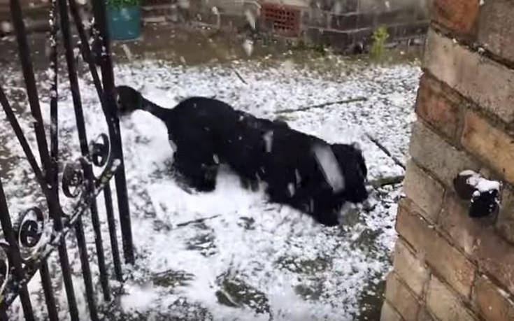 Η αντίδραση ενός σκύλου που βλέπει χιόνι για πρώτη φορά