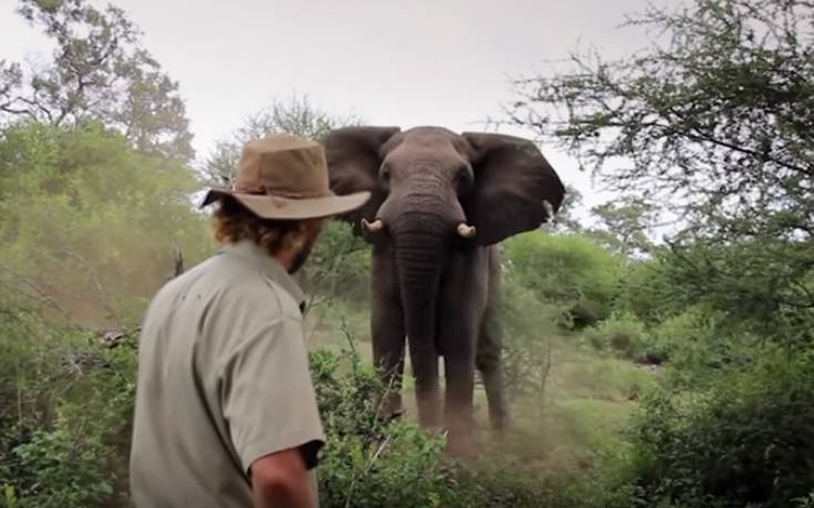 Πόσο ψύχραιμος παραμένεις όταν έρχεται κατά πάνω σου ένας ελέφαντας;