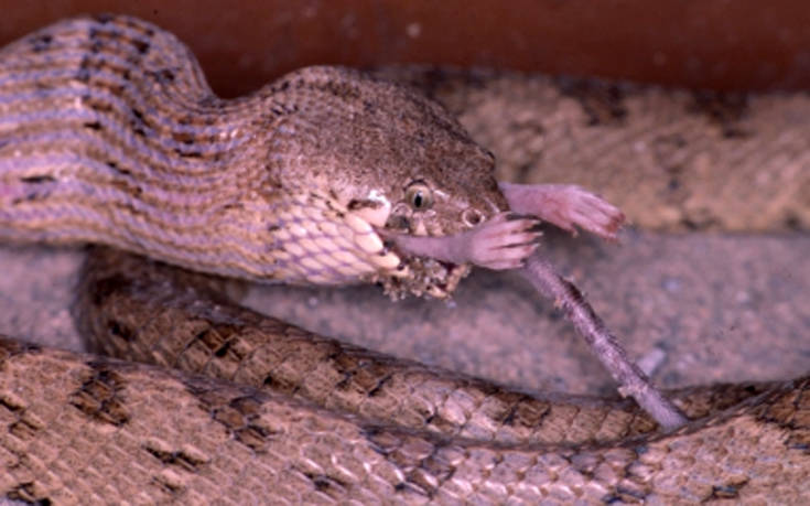 ogihgio'oi3 ogihgio'oi3