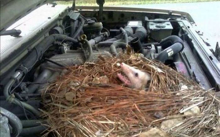 Τι μπορεί να βρεις στο καπό ενός αυτοκινήτου