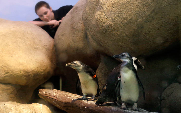 Θέλετε να δείτε δύο πιγκουίνους να εκκολάπτονται σε ζωντανή σύνδεση;