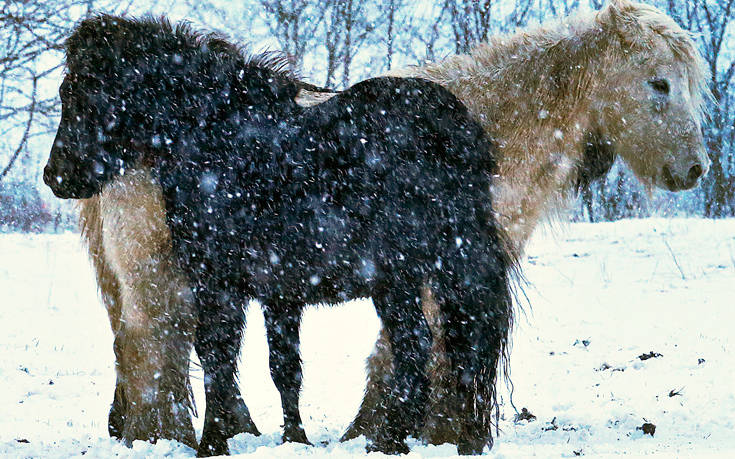 AP_18017634626303 AP_18017634626303