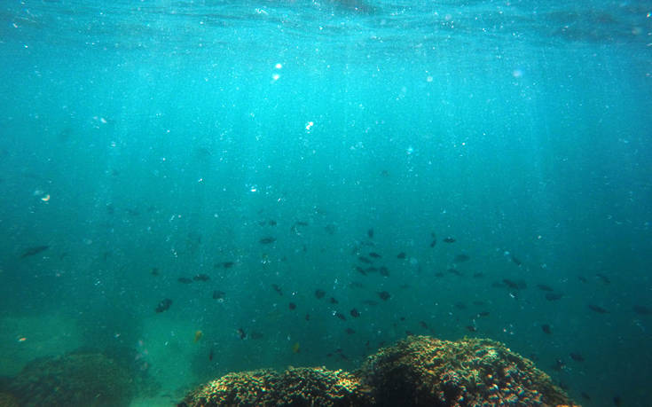 Τεράστια μείωση στα νέα κοράλια στον Μεγάλο Κοραλιογενή Ύφαλο της Αυστραλίας
