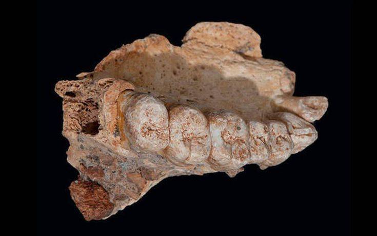 Μια γνάθος&#8230; αλλάζει την ιστορία του Homo Sapiens