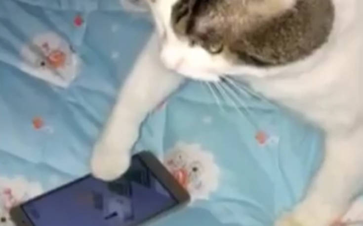 Γάτα παίζει παιχνίδι στο κινητό και νευριάζει