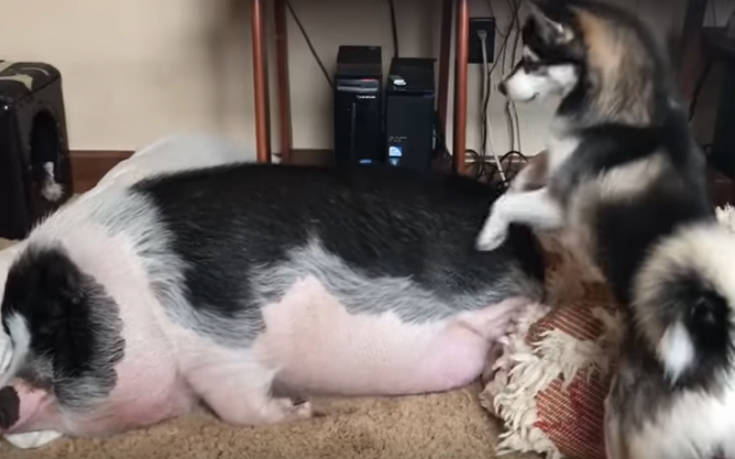 Σκύλος ξυπνάει γουρούνι για να παίξουν