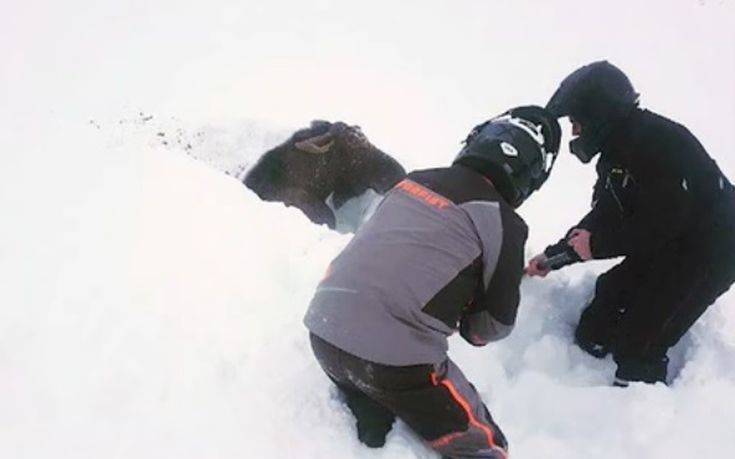 Έσωσαν παγιδευμένο ελάφι μέσα από το χιόνι