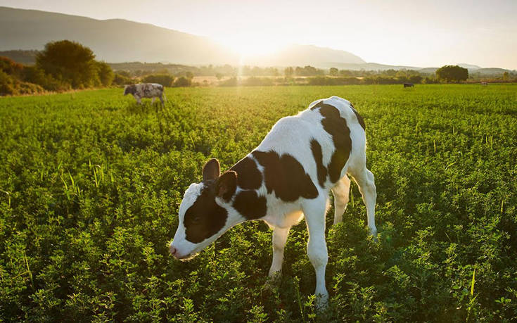 Υποτροφίες σε νέους κτηνοτρόφους στην Αμερικανική Γεωργική Σχολή από τη ΔΕΛΤΑ