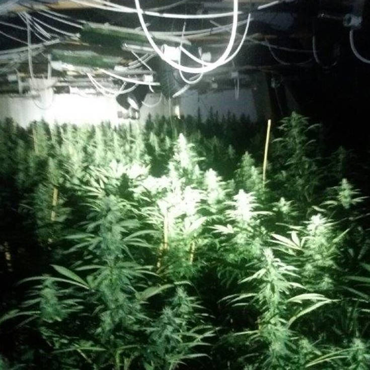 pfdigiofd4 pfdigiofd4