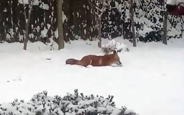 Παιχνίδια στο χιόνι για αλεπού με λούτρινο