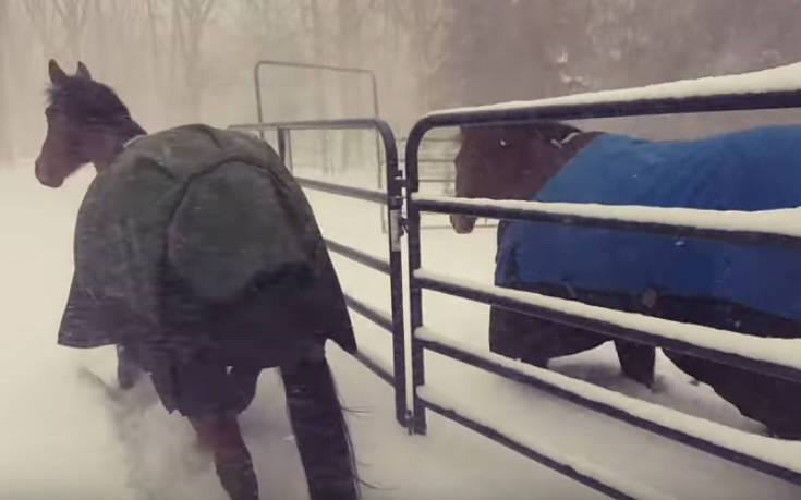 Άλογα κάνουν αναστροφή μόλις βγαίνουν στο χιόνι