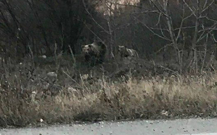 Ειδική επιχείρηση για δύο αρκουδάκια που βολτάρουν στην πόλη της Καστοριάς