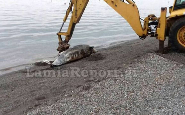 Νεκρό δελφίνι στα Καμένα Βούρλα Φθιώτιδας