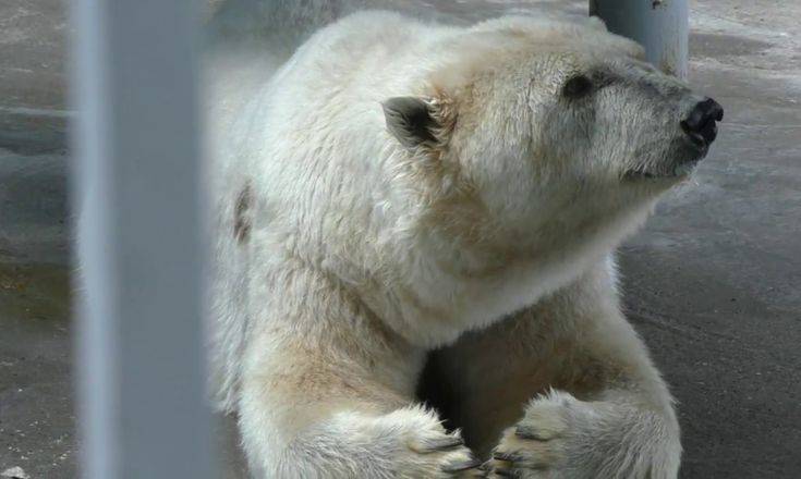 Πέθανε η Αμντέρμα, η γηραιότερη πολική αρκούδα της Ρωσίας