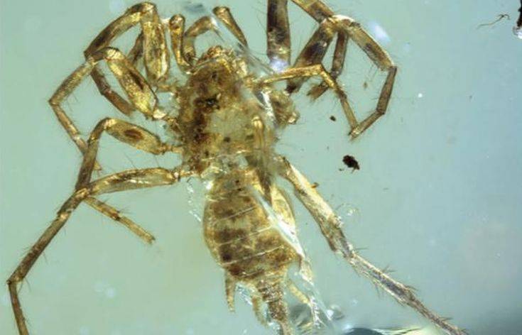 Άγνωστο ζώο που μοιάζει με αράχνη «φυλακισμένο» σε κεχριμπάρι 100 εκατομμυρίων ετών