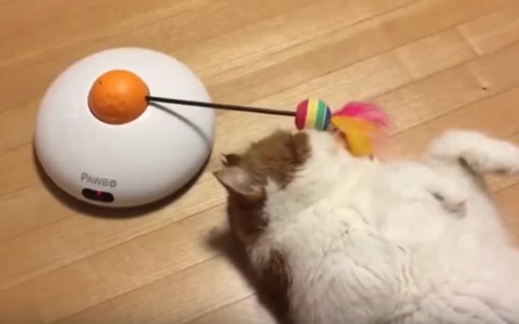 Η πιο αδιάφορη γάτα