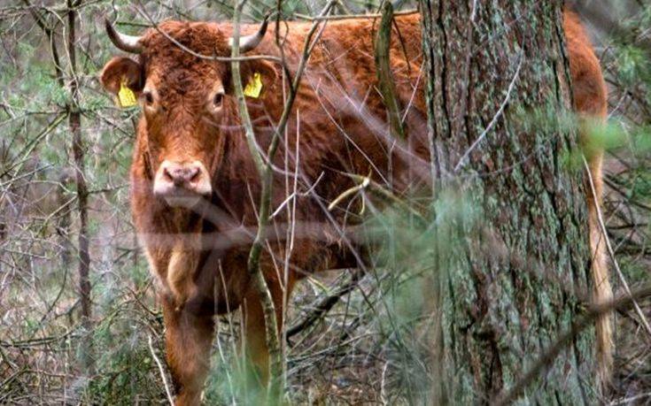 Αγελάδα… ηρωίδα το έσκασε στο δρόμο για το σφαγείο