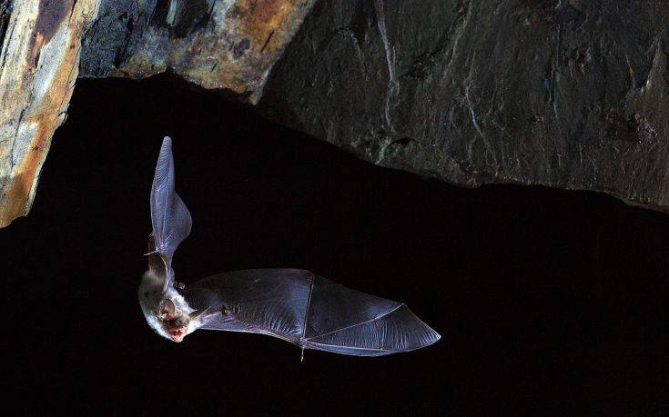 Ψάχνουν το μυστικό της μακροζωίας στις νυχτερίδες