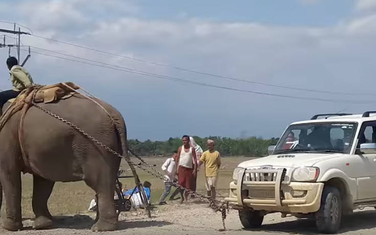 Ελέφαντας σε ρόλο γερανού