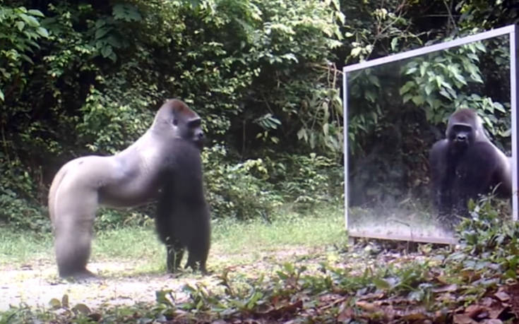 Πώς αντιδρούν τα ζώα όταν βλέπουν τον εαυτό τους στον καθρέφτη
