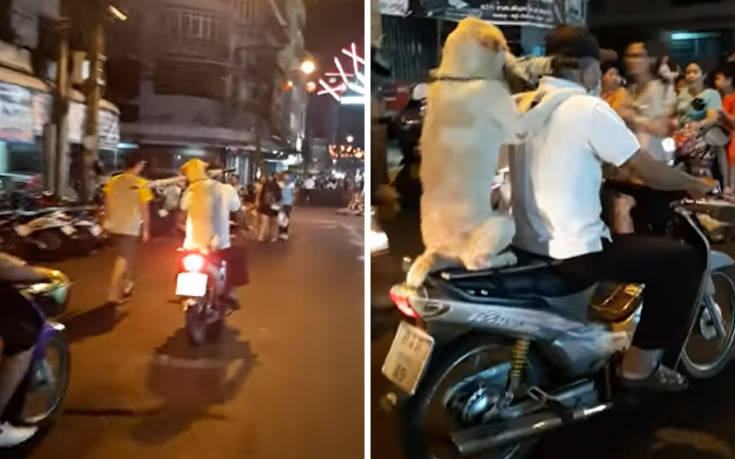 Όταν έχεις εκπαιδευμένο σκύλο