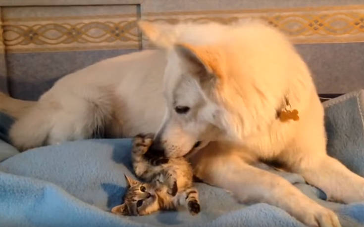 Ποιος είπε ότι ο σκύλος με τη γάτα δεν μπορούν να είναι κολλητοί;