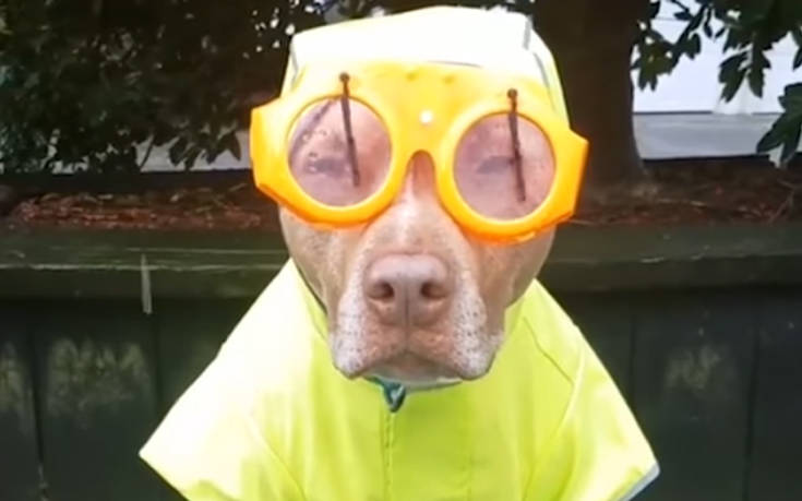 Σκύλοι με αποκριάτικη διάθεση