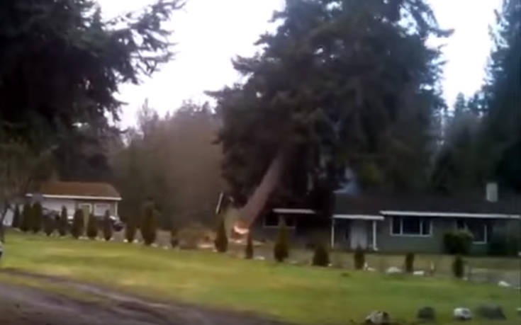 Πήγαν να κόψουν δέντρα και έφεραν την καταστροφή