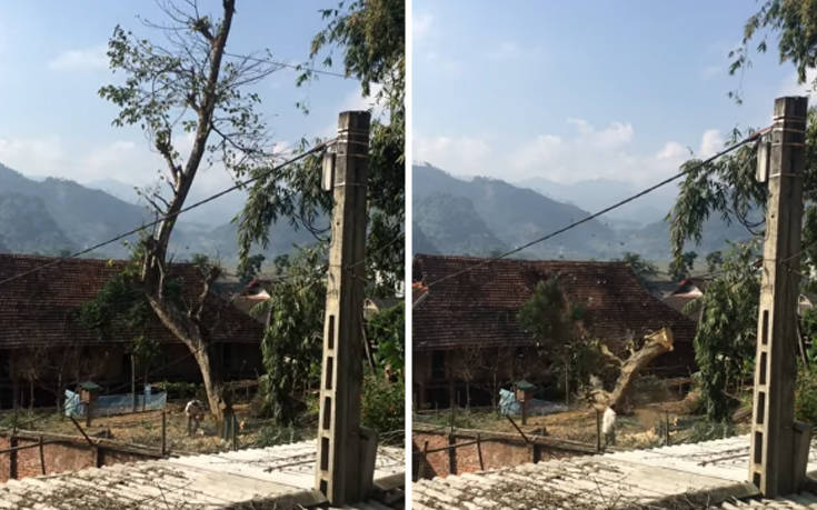 Τι γίνεται όταν κόβεις ένα μεγάλο δέντρο με λάθος τρόπο