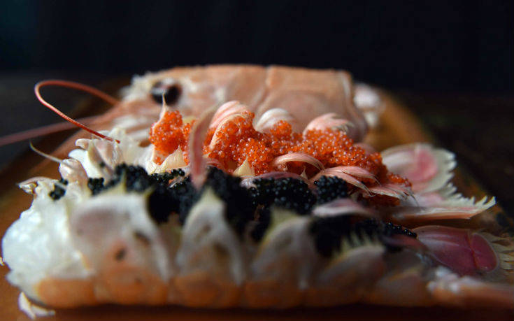 psariston2_ok psariston2_ok