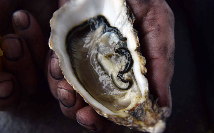 psariston3_ok psariston3_ok