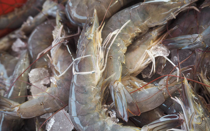 Ηράκλειο: Κατασχέθηκαν 4,5 τόνοι γαρίδας κι αλιευμάτων