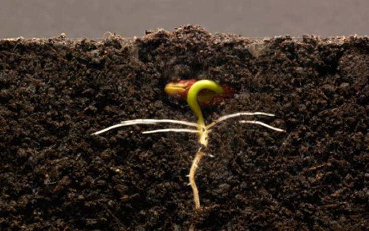 Πώς αναπτύσσονται τα φυτά κάτω από το χώμα